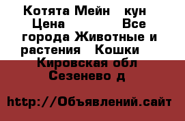 Котята Мейн - кун › Цена ­ 19 000 - Все города Животные и растения » Кошки   . Кировская обл.,Сезенево д.